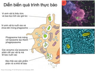 Diễn biến quá trình thực bào
Kuby Immunology 5th
Ed ©Freeman and Company 2003
 