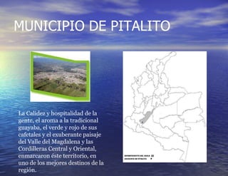MUNICIPIO DE PITALITO  La Calidez y hospitalidad de la gente, el aroma a la tradicional guayaba, el verde y rojo de sus cafetales y el exuberante paisaje del Valle del Magdalena y las Cordilleras Central y Oriental, enmarcaron éste territorio, en uno de los mejores destinos de la región. 