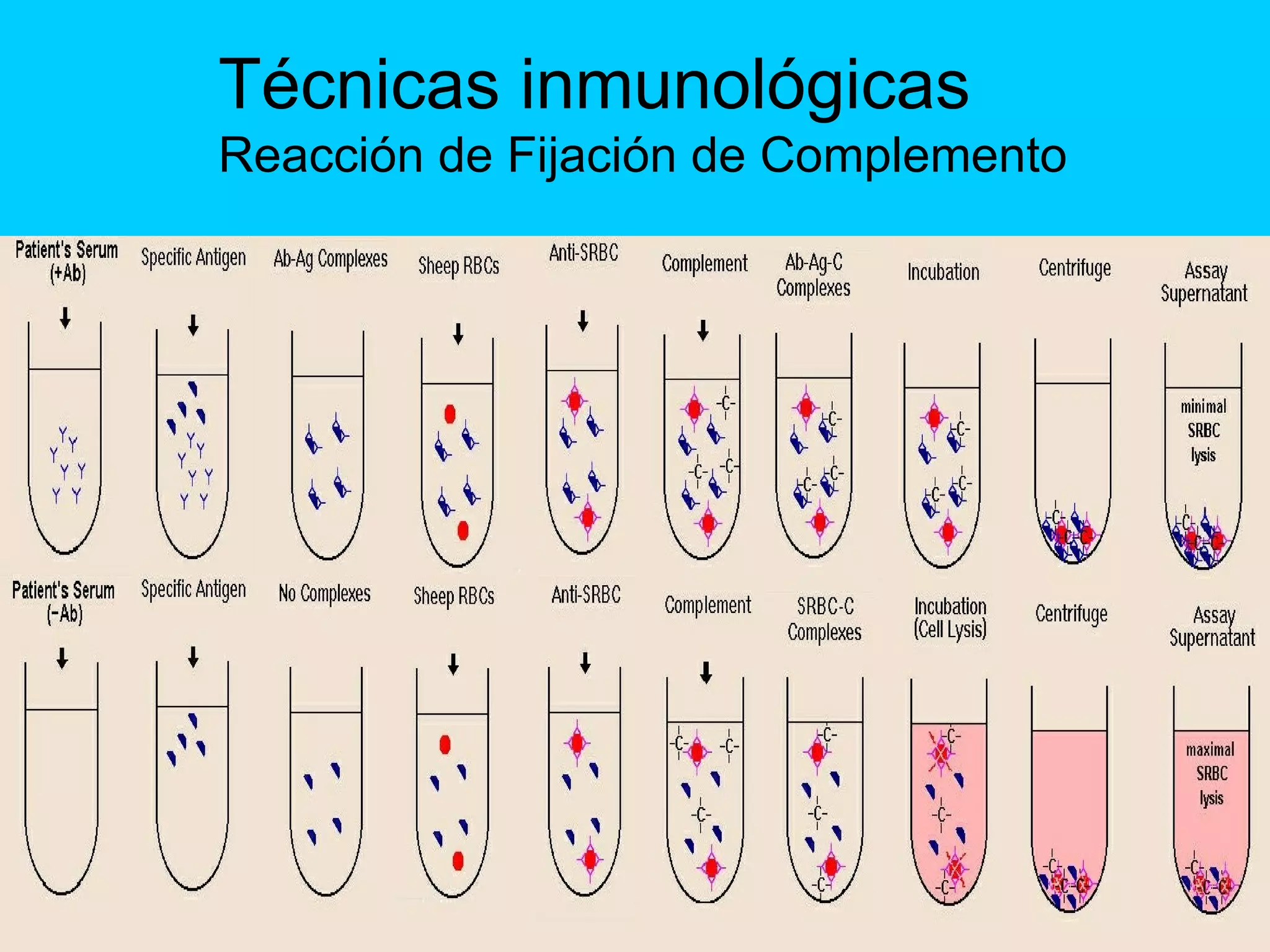 T%C3%A9cnicas Inmunol%C3%B3gicas | PPT
