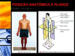 POSIÇÃO ANATÔMICA E PLANOS
 