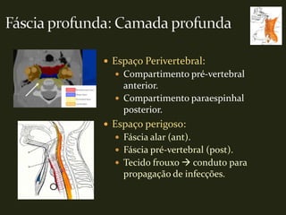  Espaço Perivertebral:
   Compartimento pré-vertebral
    anterior.
   Compartimento paraespinhal
    posterior.
 Espaço perigoso:
   Fáscia alar (ant).
   Fáscia pré-vertebral (post).
   Tecido frouxo  conduto para
    propagação de infecções.
 