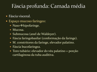  Fáscia visceral.
 Espaço mucoso faríngeo:
   Nasohipofaringe.
   Mucosa.
   Submucosa (anel de Waldeyer).
   Fáscia faringobasilar (conformação da faringe).
   M. constritores da faringe, elevador palatino.
   Fáscia bucofaríngea.
   Toro tubário: elevador do véu palatino + porção
    cartilaginosa da tuba auditiva.
 