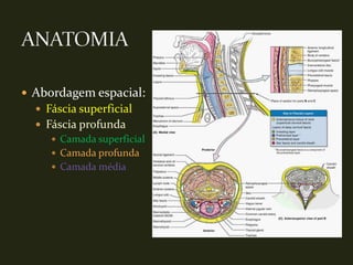  Abordagem espacial:
   Fáscia superficial
   Fáscia profunda
      Camada superficial
      Camada profunda
      Camada média
 