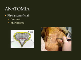  Fáscia superficial:
   Gordura
   M. Platisma
 