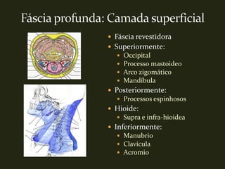  Fáscia revestidora
 Superiormente:
     Occipital
     Processo mastoideo
     Arco zigomático
     Mandíbula
 Posteriormente:
   Processos espinhosos
 Hioide:
   Supra e infra-hioidea
 Inferiormente:
   Manubrio
   Clavícula
   Acromio
 