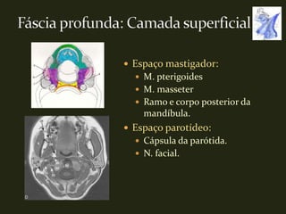  Espaço mastigador:
   M. pterigoides
   M. masseter
   Ramo e corpo posterior da
    mandíbula.
 Espaço parotídeo:
   Cápsula da parótida.
   N. facial.
 