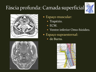 Espaço muscular:
   Trapézio.
   ECM.
   Ventre inferior Omo-hioideo.
 Espaço supraesternal:
   de Burns.
 