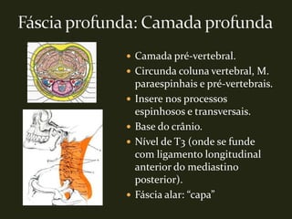  Camada pré-vertebral.
 Circunda coluna vertebral, M.
    paraespinhais e pré-vertebrais.
   Insere nos processos
    espinhosos e transversais.
   Base do crânio.
   Nível de T3 (onde se funde
    com ligamento longitudinal
    anterior do mediastino
    posterior).
   Fáscia alar: “capa”
 