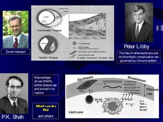 Macrophage-
driven MMPs
soften plaquecap
and prompt it to
rupture
P.K. Shah
Peter Libby
Thefateof atherosclerosisand
itsthrombotic complication are
governed by immunesystem.
Goran Hansson
Allard van der
Wal
and others
 