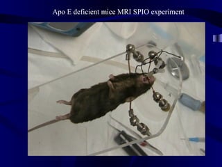 Apo E deficient mice MRI SPIO experiment
 