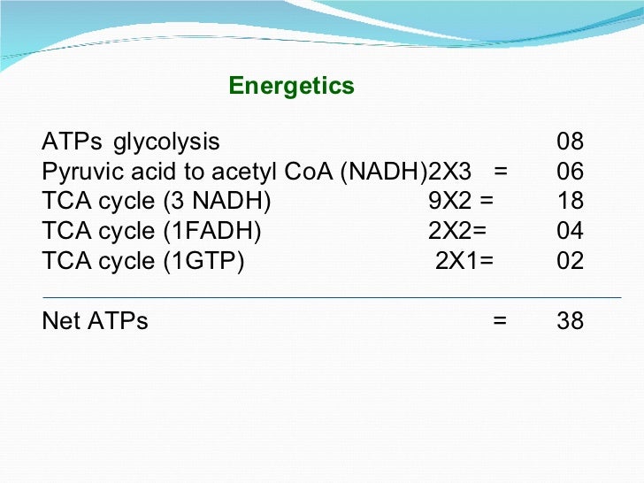 TCA cycle
