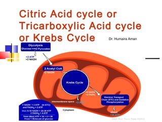 Citric Acid cycle or
Tricarboxylic Acid cycle
or Krebs Cycle Dr. Humaira Aman
 