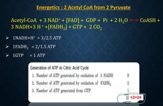 Energetics : 2 Acetyl CoA from 2 Pyruvate
 1NADH+H+ = 3/2.5 ATP
 1FADH2 = 2/1.5 ATP
 1GTP = 1 ATP
Acetyl-CoA + 3 NAD+ + [FAD] + GDP + Pi + 2 H2O CoASH +
3 NADH+3 H+ +[FADH2] + GTP + 2 CO2
×2=24
 