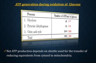 ATP generation during oxidation of Glucose
Net ATP production depends on shuttle used for the transfer of
reducing equivalents from cytosol to mitochondria.
8 / 7
6 / 5
24 / 20
38 / 32
 