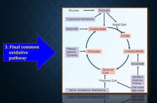 3. Final common
oxidative
pathway
 