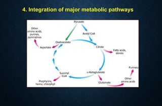 4. Integration of major metabolic pathways
 