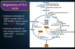 Indicator molecules of
higher energy state i.e.
ATP, NADH, citrate, Acetyl
CoA – inhibit TCA cycle
Indicator molecules of
low energy state i.e. ADP,
AMP, NAD+ – stimulate
TCA cycle
*
*
*
*
 