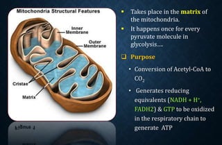  Takes place in the matrix of
the mitochondria.
 It happens once for every
pyruvate molecule in
glycolysis….
 Purpose
• Conversion of Acetyl-CoA to
CO2
• Generates reducing
equivalents (NADH + H+,
FADH2) & GTP to be oxidized
in the respiratory chain to
generate ATP
 