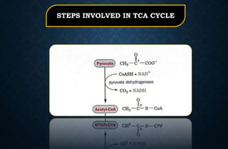 STEPS INVOLVED IN TCA CYCLE
 