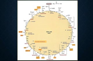 Succinate thiokinase
 