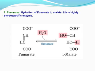 7. Fumarase: Hydration of Fumarate to malate: It is a highly
stereospecific enzyme.
 