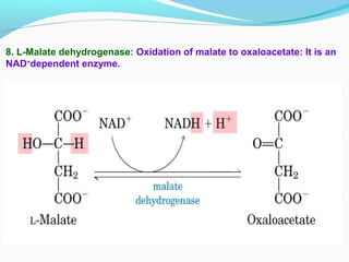 8. L-Malate dehydrogenase: Oxidation of malate to oxaloacetate: It is an
NAD+
dependent enzyme.
 