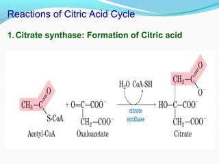 Reactions of Citric Acid Cycle
1.Citrate synthase: Formation of Citric acid
 