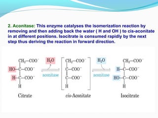 2. Aconitase: This enzyme catalyses the isomerization reaction by
removing and then adding back the water ( H and OH ) to cis-aconitate
in at different positions. Isocitrate is consumed rapidly by the next
step thus deriving the reaction in forward direction.
 