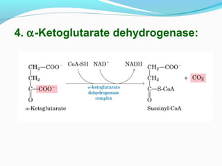 4. α-Ketoglutarate dehydrogenase:
 
