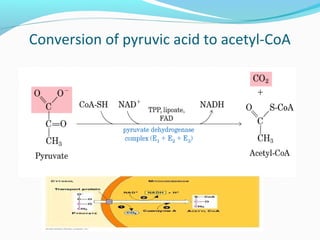 Conversion of pyruvic acid to acetyl-CoA
 