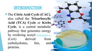 Comprehensive Overview of the Citric Acid Cycle (Krebs Cycle) in ...