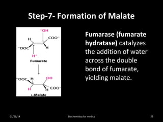 Step-7- Formation of Malate
Fumarase (fumarate
hydratase) catalyzes
the addition of water
across the double
bond of fumarate,
yielding malate.

01/21/14

Biochemistry for medics

23

 