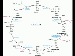 TCA CYCLE

01/21/14

Biochemistry for medics

26

 