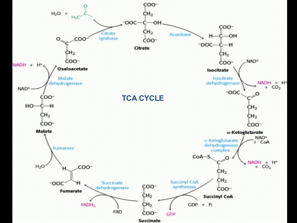 TCA cycle steps, regulation and significance