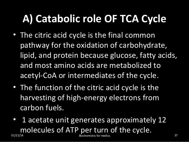 Tca Cycle Steps Regulation And Significance