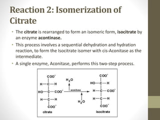Reaction 2: Isomerization of
Citrate
• The citrate is rearranged to form an isomeric form, isocitrate by
an enzyme acontinase.
• This process involves a sequential dehydration and hydration
reaction, to form the Isocitrate isomer with cis-Aconitase as the
intermediate.
• A single enzyme, Aconitase, performs this two-step process.
 
