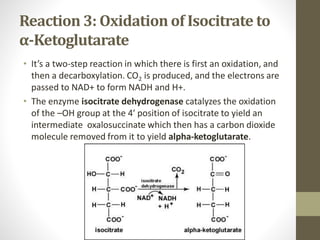 Reaction 3: Oxidation of Isocitrate to
α-Ketoglutarate
• It’s a two-step reaction in which there is first an oxidation, and
then a decarboxylation. CO2 is produced, and the electrons are
passed to NAD+ to form NADH and H+.
• The enzyme isocitrate dehydrogenase catalyzes the oxidation
of the –OH group at the 4′ position of isocitrate to yield an
intermediate oxalosuccinate which then has a carbon dioxide
molecule removed from it to yield alpha-ketoglutarate.
 
