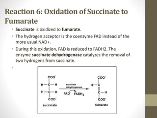 Reaction 6: Oxidation of Succinate to
Fumarate
• Succinate is oxidized to fumarate.
• The hydrogen acceptor is the coenzyme FAD instead of the
more usual NAD+.
• During this oxidation, FAD is reduced to FADH2. The
enzyme succinate dehydrogenase catalyzes the removal of
two hydrogens from succinate.
•
 