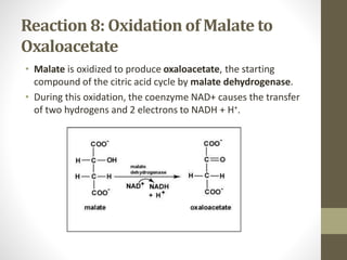 Reaction 8: Oxidation of Malate to
Oxaloacetate
• Malate is oxidized to produce oxaloacetate, the starting
compound of the citric acid cycle by malate dehydrogenase.
• During this oxidation, the coenzyme NAD+ causes the transfer
of two hydrogens and 2 electrons to NADH + H+.
 