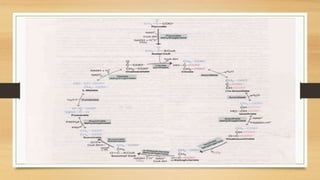 TCA cycle.pptx