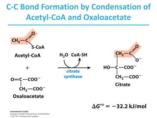 C-C Bond Formation by Condensation of
Acetyl-CoA and Oxaloacetate
 