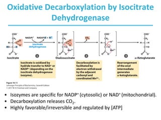 Oxidative Decarboxylation by Isocitrate
Dehydrogenase
• Isozymes are specific for NADP+ (cytosolic) or NAD+ (mitochondrial).
• Decarboxylation releases CO2.
• Highly favorable/irreversible and regulated by [ATP]
 