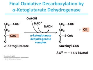 Final Oxidative Decarboxylation by
α-Ketoglutarate Dehydrogenase
 