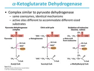 a-Ketoglutarate Dehydrogenase
• Complex similar to pyruvate dehydrogenase
– same coenzymes, identical mechanisms
– active sites different to accommodate different-sized
substrates
 