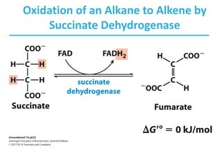 Oxidation of an Alkane to Alkene by
Succinate Dehydrogenase
 
