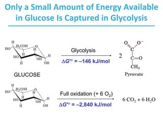 Only a Small Amount of Energy Available
in Glucose Is Captured in Glycolysis
2
DG′° = –146 kJ/mol
Glycolysis
Full oxidation (+ 6 O2)
DG′° = –2,840 kJ/mol
6 CO2 + 6 H2O
GLUCOSE
 