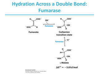 Hydration Across a Double Bond:
Fumarase
 