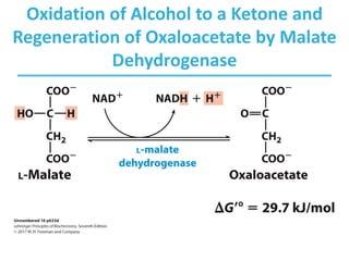 Oxidation of Alcohol to a Ketone and
Regeneration of Oxaloacetate by Malate
Dehydrogenase
 