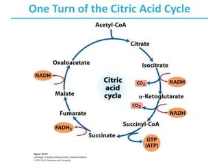 One Turn of the Citric Acid Cycle
 