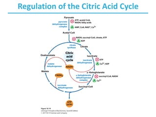 Regulation of the Citric Acid Cycle
 